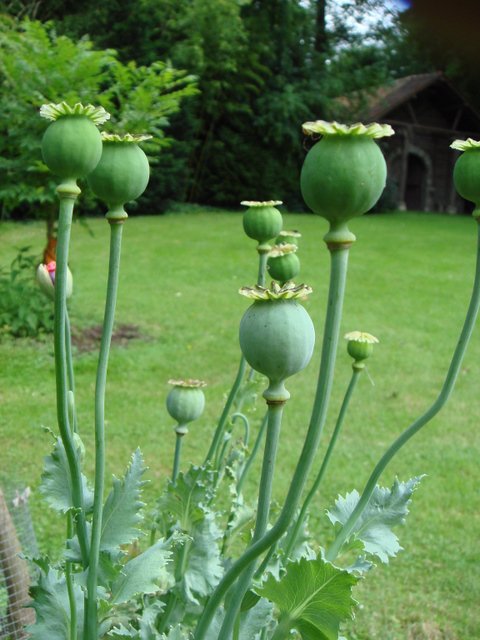 Papaver somniferum fruit